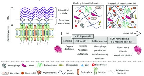 Ecm Components Interstitial Matrix Consists Of Fibrillar Collagen