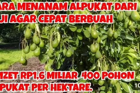 Budidaya Alpukat Menghasilkan Rp1 6 Miliar Dari 400 Pohon Alpukat Per