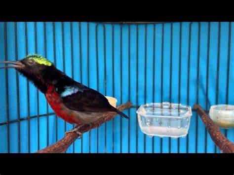 Suara Burung Konin Gacor Full Isian Youtube