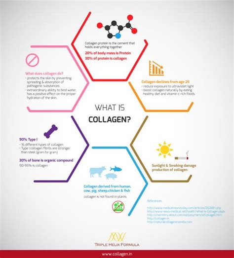 Infographic What Is Collagen Pdf