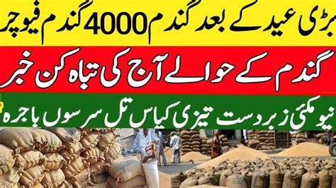 Wheat Price Today In Pakistan Gala Mandi Rate Today Makki Ka Rate