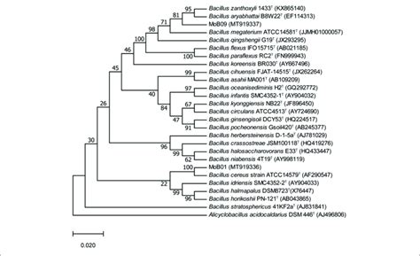 Phylogenetic Tree Of Strains MoB01 And MoB09 With Closely Related