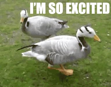 Duck Happy Dance GIF - Find & Share on GIPHY