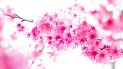 Spring Blossom Sakura Pink Flowers In White Background 4K 5K HD Flowers ...