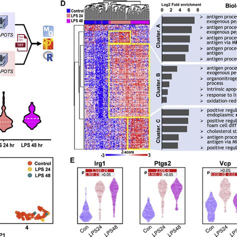 Single Cell Proteomics Analysis Of Time Dependent Macrophage Activation