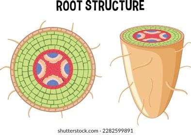 Internal Structure Root Diagram Illustration Stock Vector (Royalty Free ...