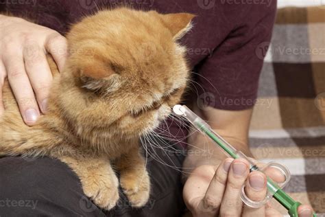 A man at home gives a pill to a sick cat of an exotic shorthair breed. A special syringe for ...