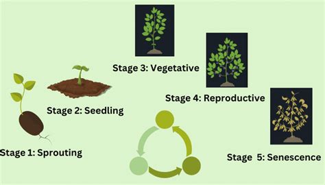 Stages Of Plant Growth