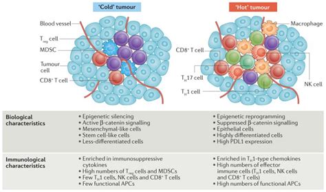 Chemokines In The Cancer Microenvironment And Their Relevance In Cancer Immunotherapy