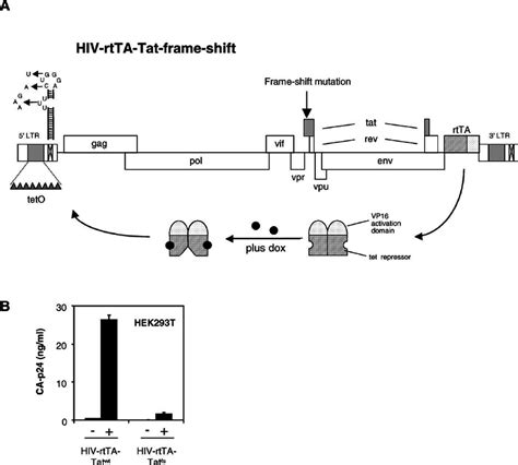 The Tat Minus Hiv 1 Complementation System A Schematic Of The