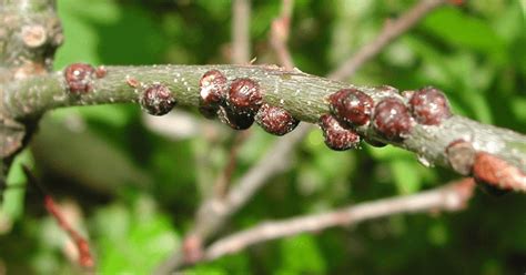 Scale Insect Identification And Control Davey Tree