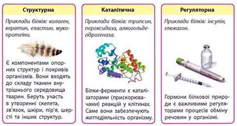 презентація "Білки"..