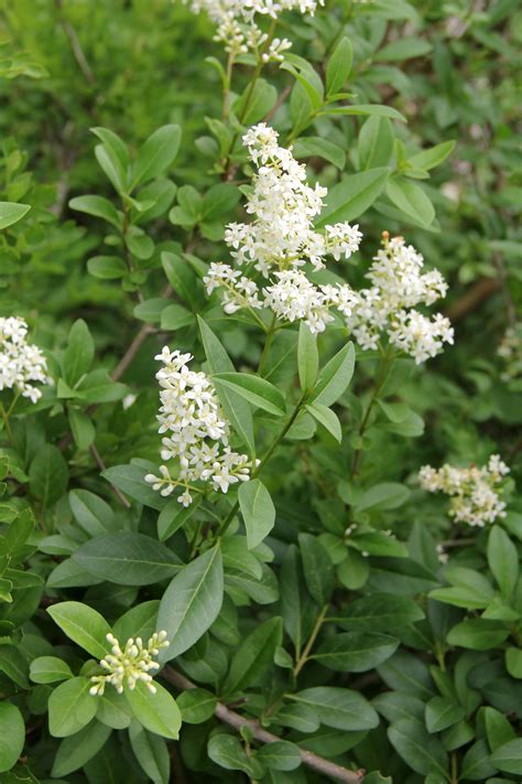 Fileკვიდო Ligustrum Vulgare Common Privet 2 Wikimedia Commons