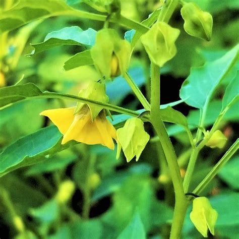 Flower of the Day – Tomatillo – My Slice of Mexico