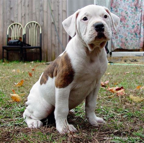 American Bulldog Puppies ~ FUROSEMIDE