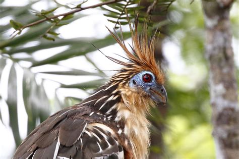 Bird Of The Quarter: The Hoatzin | Dispenser Amenities