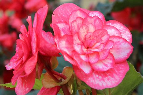 Begonia X Tuberhybrida Bouton De Rose BG Meise 003 Flickr