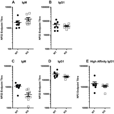 T Cell Dependent Immune Responses In Gimap8 2 2 Mice Day 14 Titers