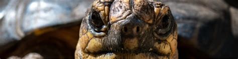 Dominic Mazzella Wild Encounters Animal Interpreter Cincinnati Zoo