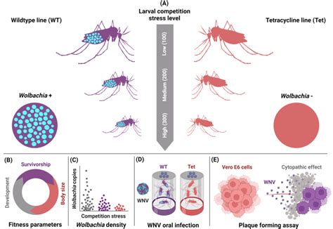 Schematic overview of experimental design. WT (Wolbachia+, purple) and ...