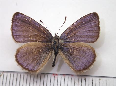 Celastrina sugitanii from 日本959 4418 新潟県東蒲原郡阿賀町野村 on April 17 2004