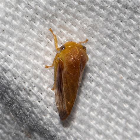 Yellow Brown Treehopper Atymna Castaneae Bugguidenet