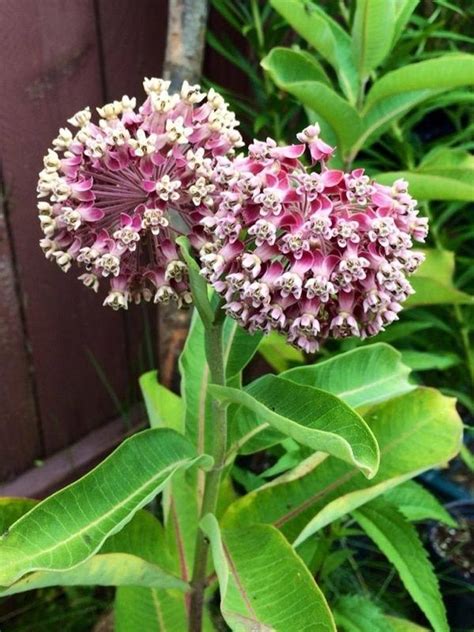 Milkweed Plant | Milkweed plant, Plants, Milkweed