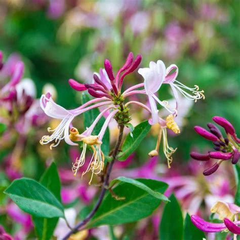 Purple Leaf Japanese Honeysuckle Lonicera Japonica Purpurea Etsy