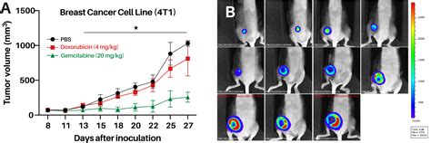 Syngeneic Mouse Models Oncology CRO InnoSer