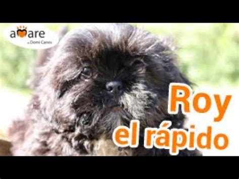 Roy Batty Shih Tzu Negro Amare De Domi Canes Youtube