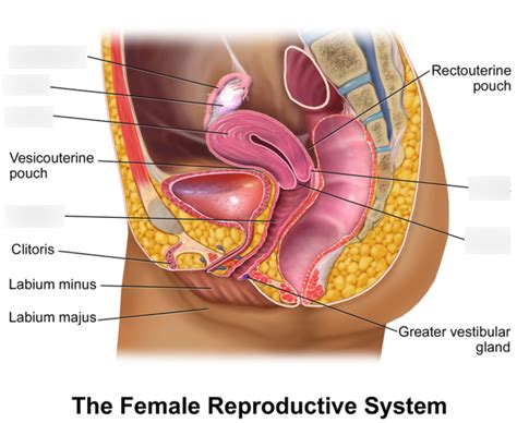 Diagram Of BIO 30 Female Reproductive System Quizlet