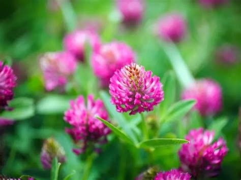 Clover Fertilizer: How and When to Fertilize -【2024】The Garden Style