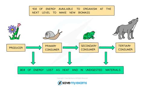 Edexcel A Snab A Level Biology Calculating The Efficiency