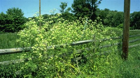 How To Tell Hemlock From Wild Carrot Cow Parsley Flowers Tacoma