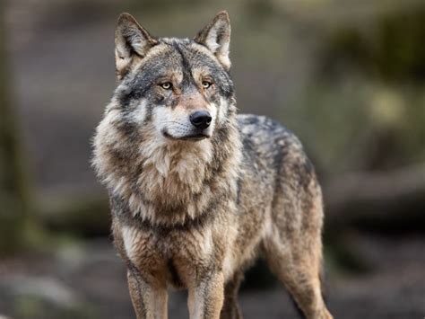 California Is Tracking The Journey Of A Newly Collared Gray Wolf Los Angeles Ca Patch