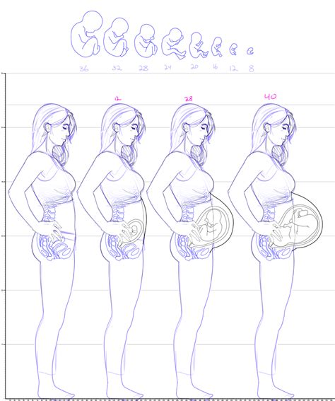 Super Pregnancy Chart Project Launch By Zihilism On Deviantart