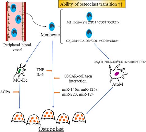 Frontiers The Monocyte To Osteoclast Transition In Rheumatoid