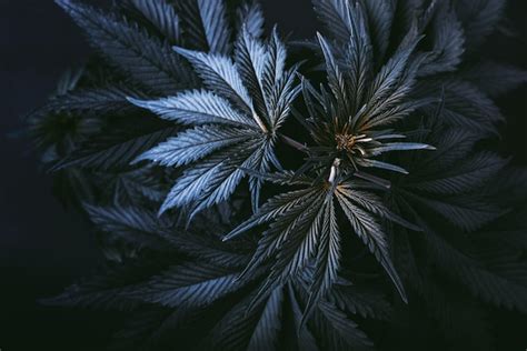 Premium Photo | Cannabis plant background