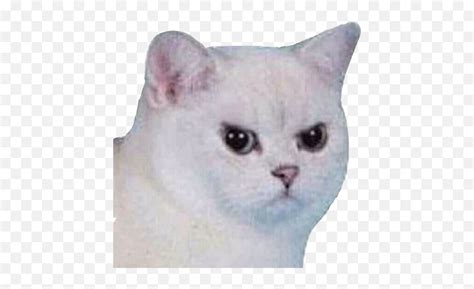 Enojado Gato Cat Meme Png Transparent Emojienojado Emoji Free