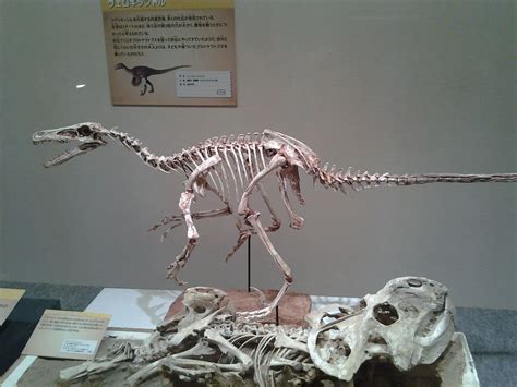Dinosaur Fossils Found In Mongolia 20130601 All Dinosaurs Geologists