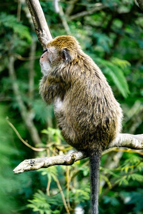 Macaca Fascicularis Monyet Kra Kera Ekor Panjang Monyet Ekor Panjang