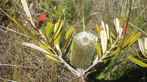 Banksia Oblonolia Fern Leaf Banksia Gardening With Angus