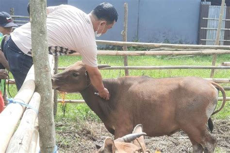 Penyakit Mulut Kuku Hewan Di Rejang Lebong Tersisa Kasus Antara