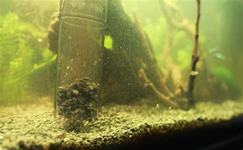 Best Gravel Vacuum Guide To Aquarium Gravel Cleaner Types More