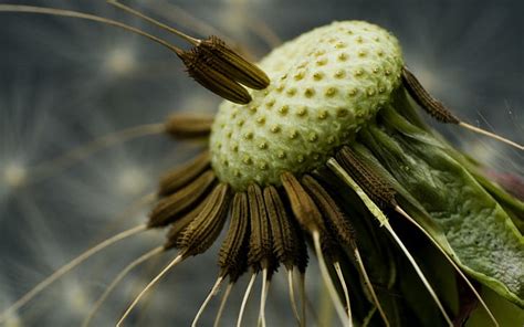 HD wallpaper: Dandelion, seeds | Wallpaper Flare