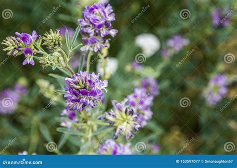 Purple Rocky Mountain Wildflower Colorado Alpine High Country Meadow