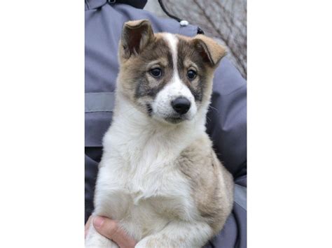 West siberian laika puppies - Animals - New York City - New York ...