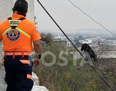 Oso Se Pasea En La Colonia El Castillo En Santa Catarina Posta Estado