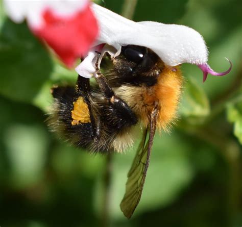 A Bumble Bee Feeding Smithsonian Photo Contest Smithsonian Magazine