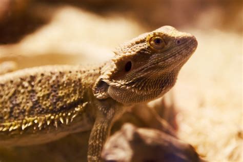 bearded dragon  stock photo public domain pictures